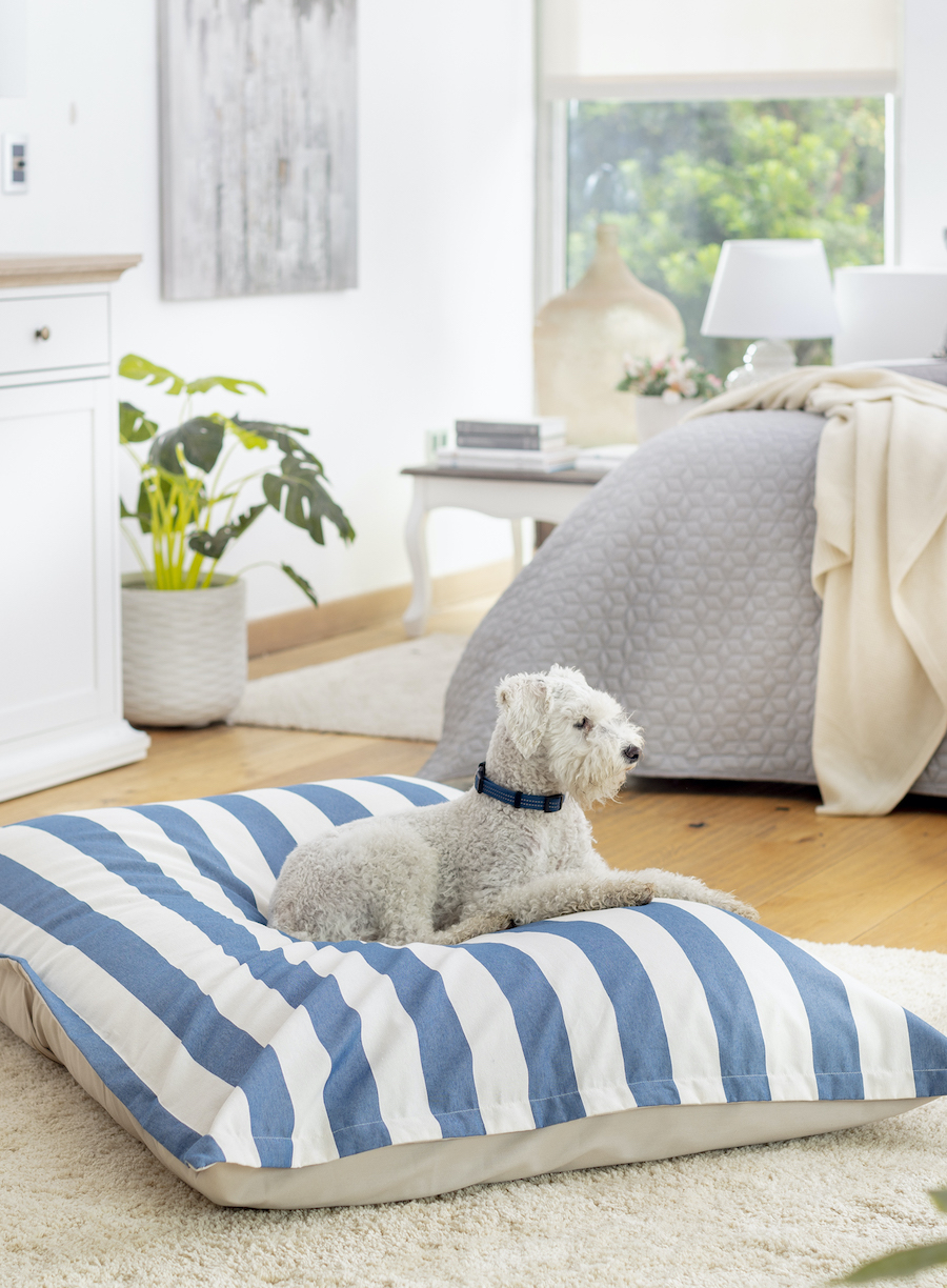 Perro poodle blanco recostado sobre cojín grande en el suelo. El cojín es de líneas blancas y azules. Dormitorio clásico con cama con cubre cama gris y manta blanca. Mueble blanco de madera y planta en macetero blanco.