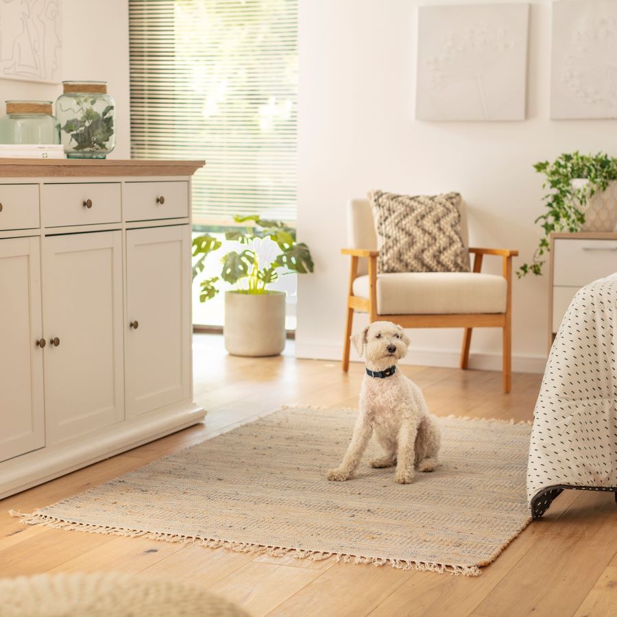 Dormitorio con una alfombra blanca de pelo corto, y sobre ella hay un perro blanco sentado. Al costado hay un mueble de madera blanco con puertas y cajones. Atrás se ve un sitial y al otro costado la esquina de una cama