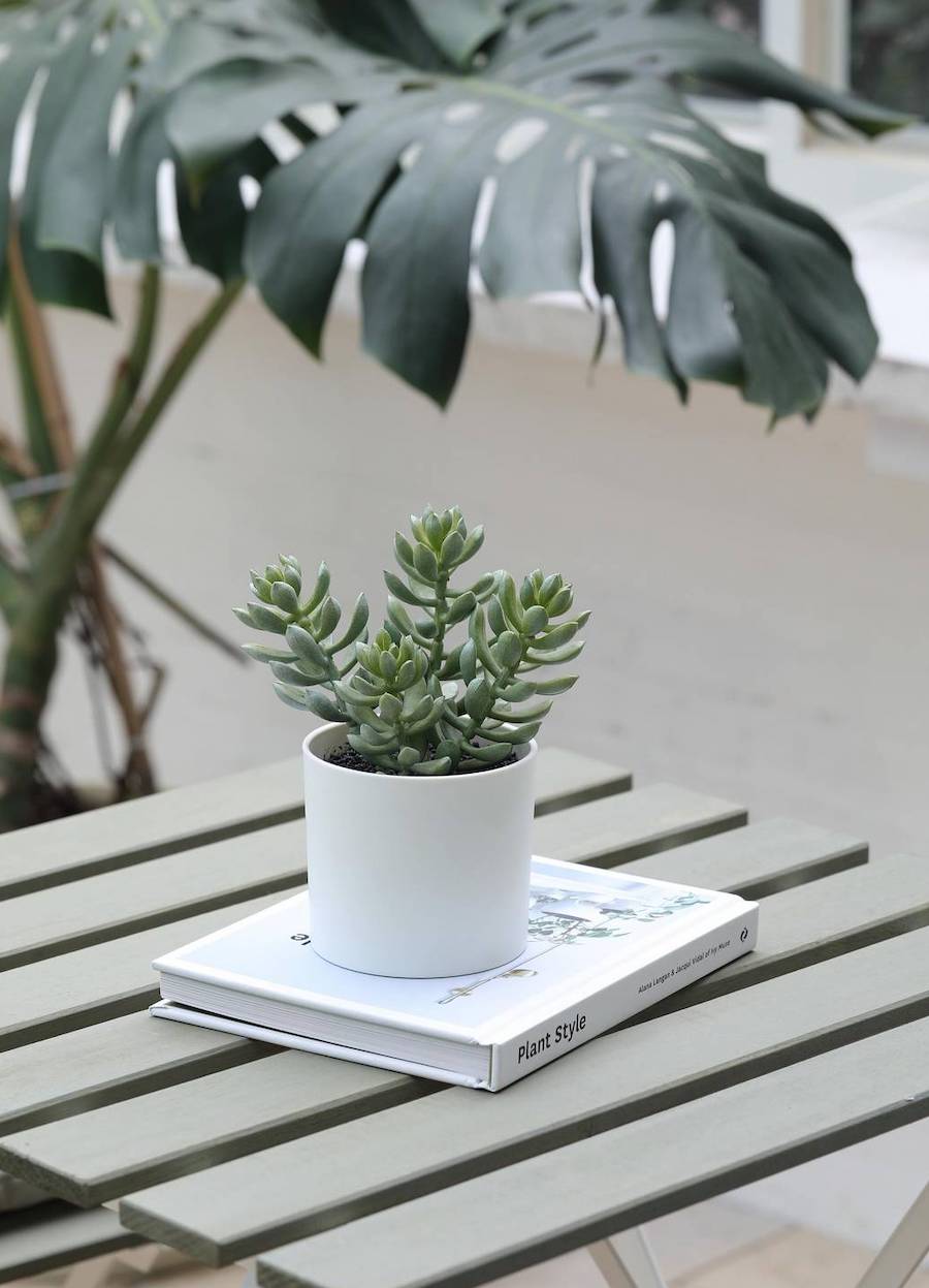 Detalle de una mesa con un libro blanco y sobre él, un macetero blanco con una pequeño suculenta artificial adentro.