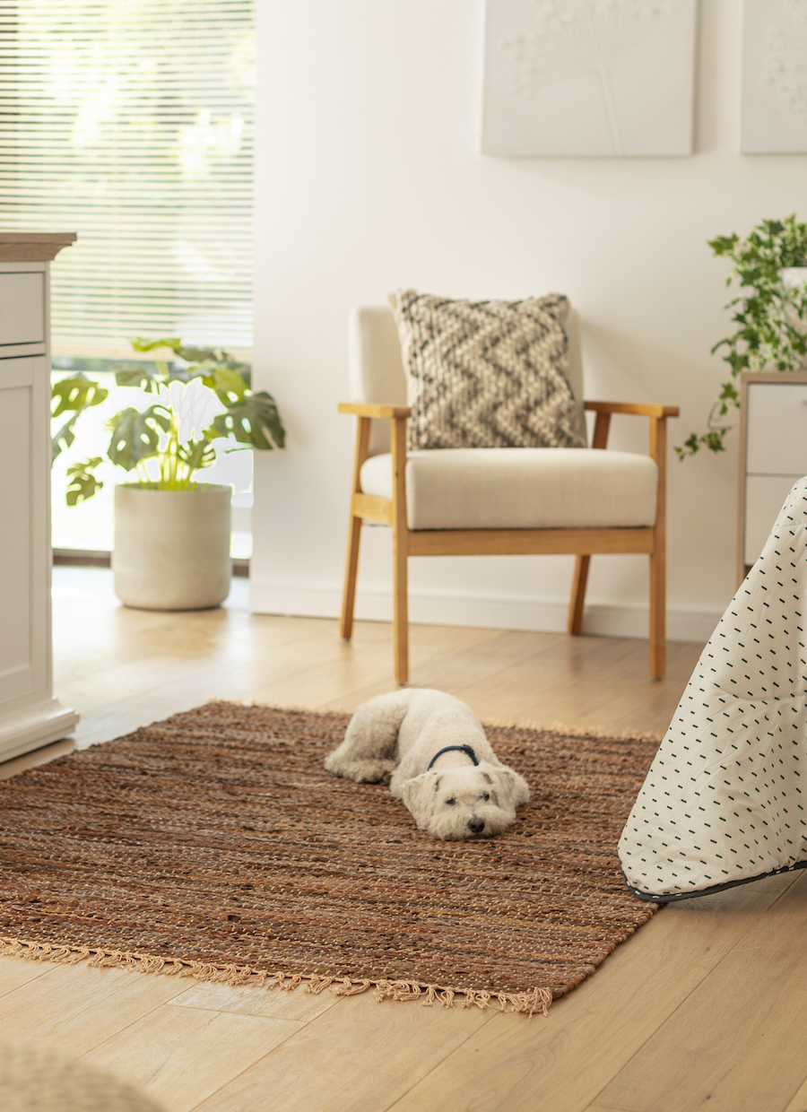 Dormitorio estilo clásico, perro poodle blanco, acostado sobre alfombra café. Poltrona de madera y tela beige con cojín. Planta en macetero blanco.
